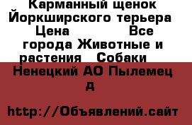 Карманный щенок Йоркширского терьера › Цена ­ 30 000 - Все города Животные и растения » Собаки   . Ненецкий АО,Пылемец д.